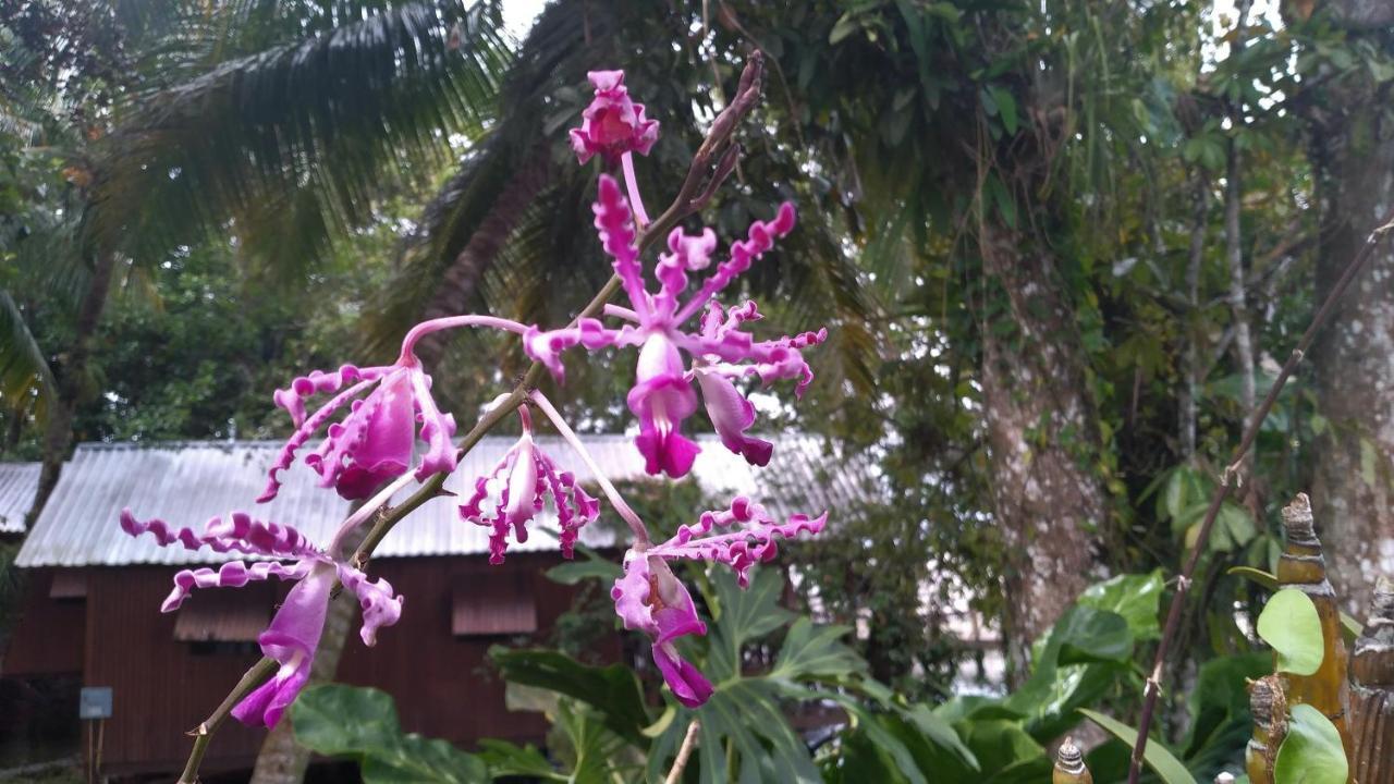 Hotel Tortugal Boutique River Rio Dulce